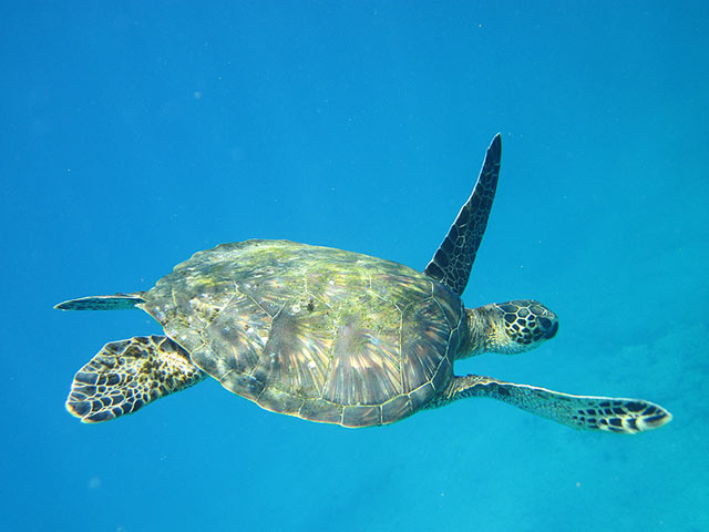 Underwater Turtle