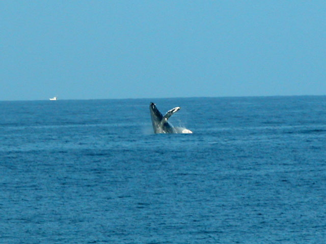 Whale Watching from the Lanai