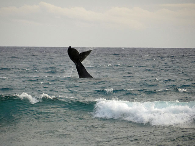 Whale Watching from the Lanai